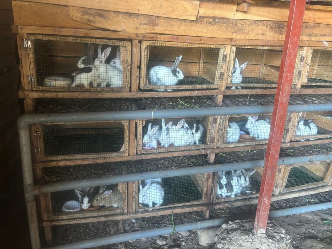 B4D Biochar Production