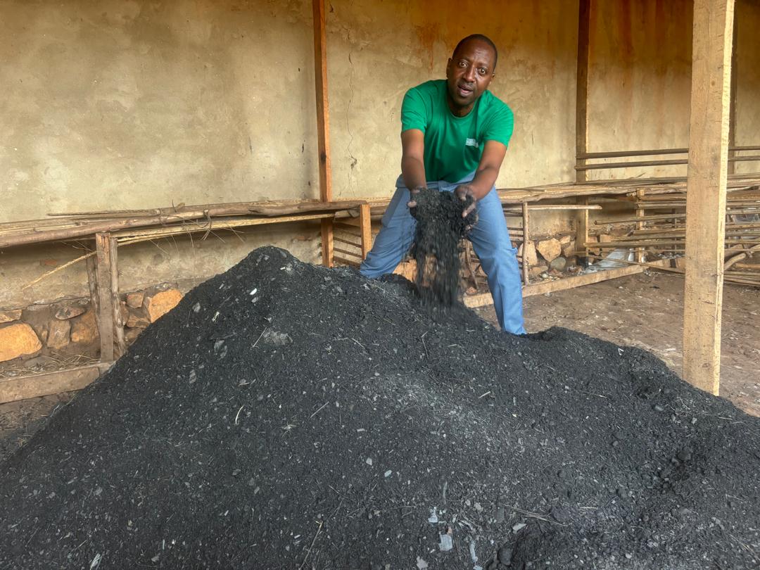 Bamboo Shimbala regeneration project